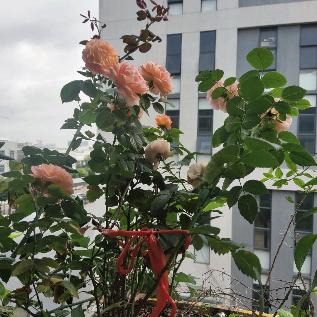 莫莫💋[拒绝私聊]