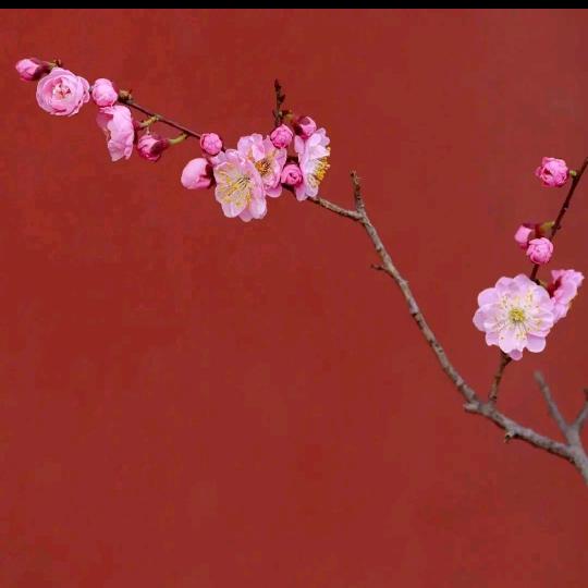 出道堂既白