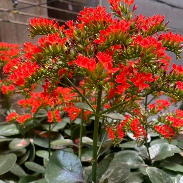 花语