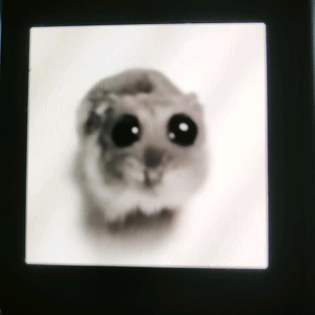 猫猫雷达(长津湖俱乐部董事长)