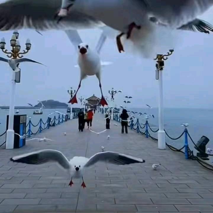 🌹🌹浪漫一生🌹🌹