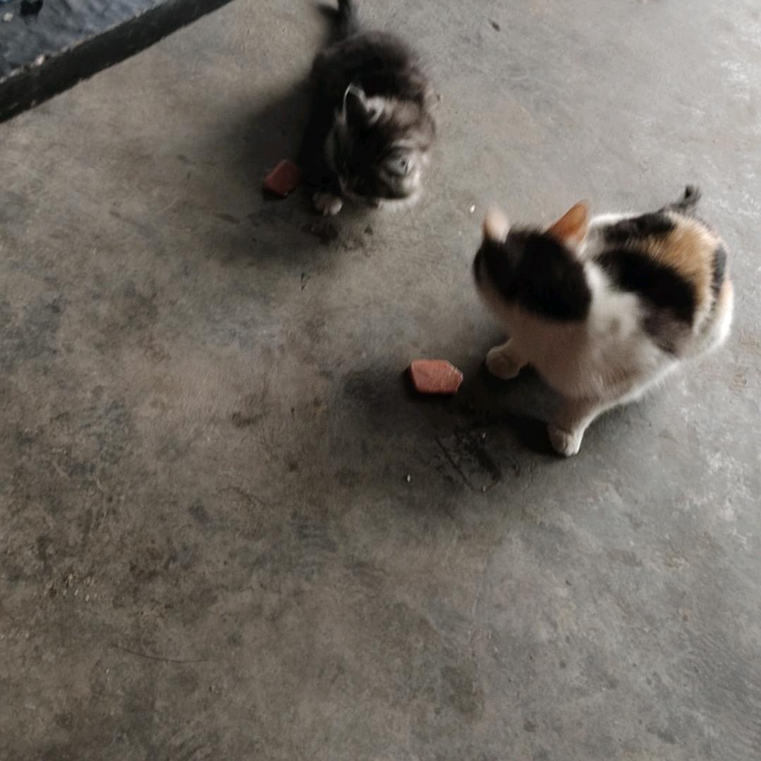 英雄泪