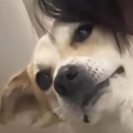 八块腹肌小狗