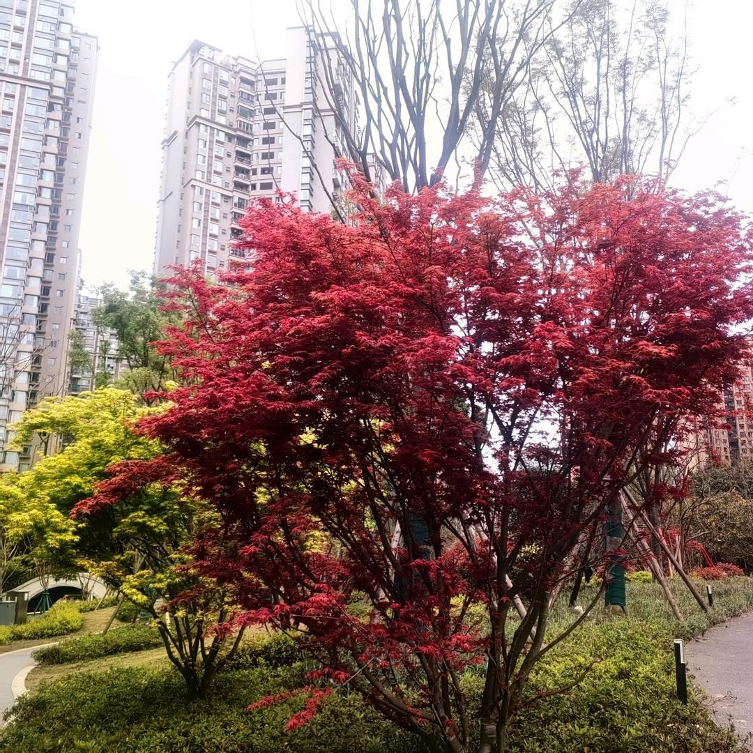 晴天🌹🌹