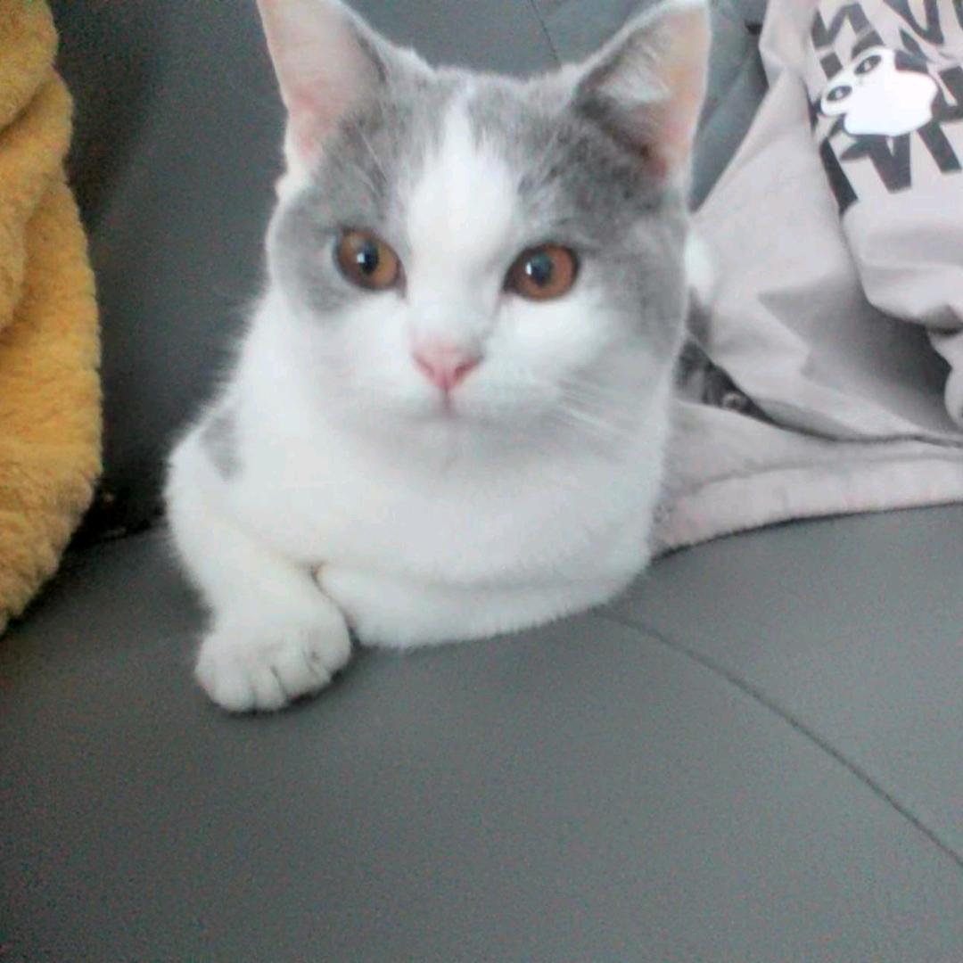 挽秋
