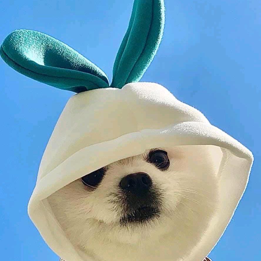 番茄炒蛋