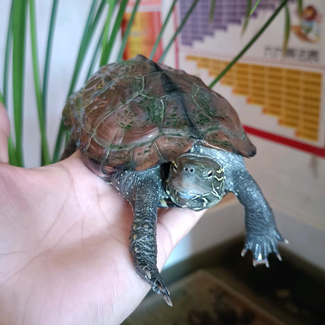 刘师傅爱养龟