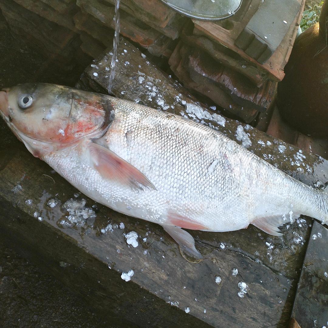 星期八不钓鱼🐟