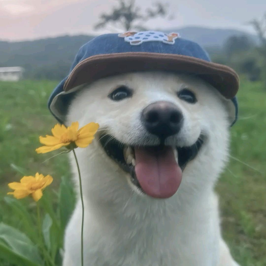 番茄西红柿🍭
