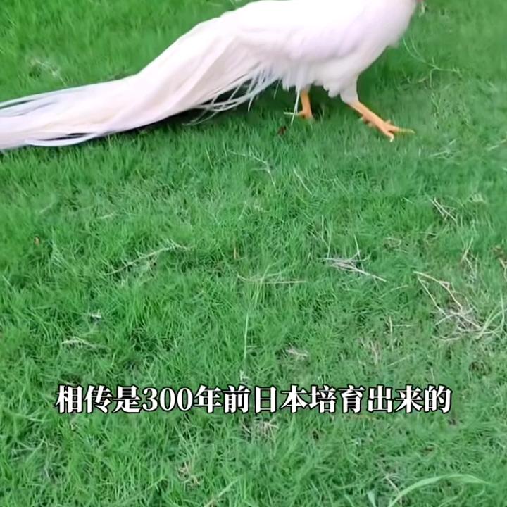 哥是兵兵