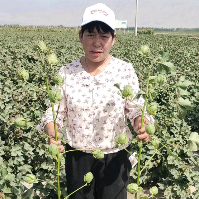 阿拉尔彭姐农资严选店