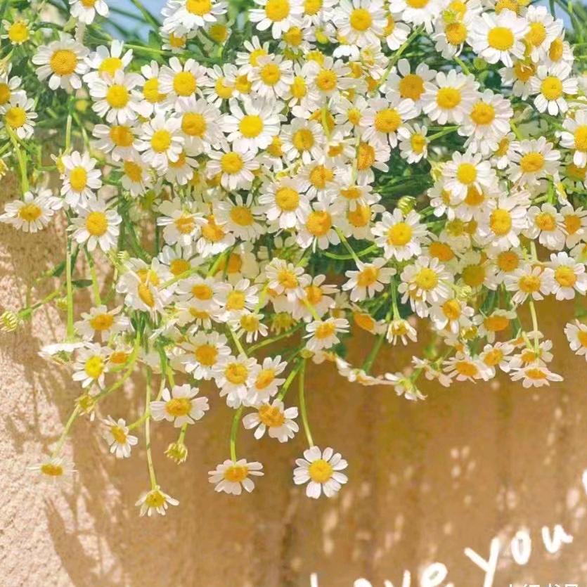 🍎青葱岁月💘💞