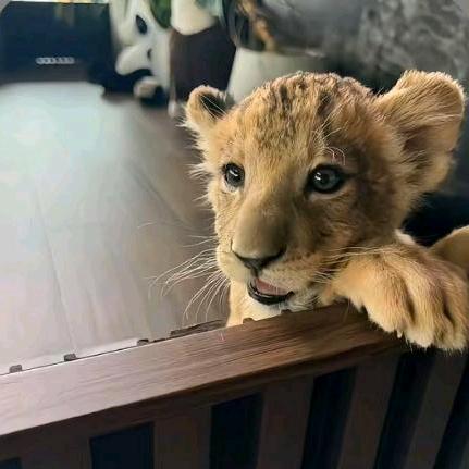 比揽胜还懒的千金