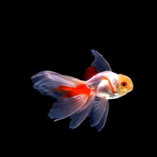 懒人水族世界