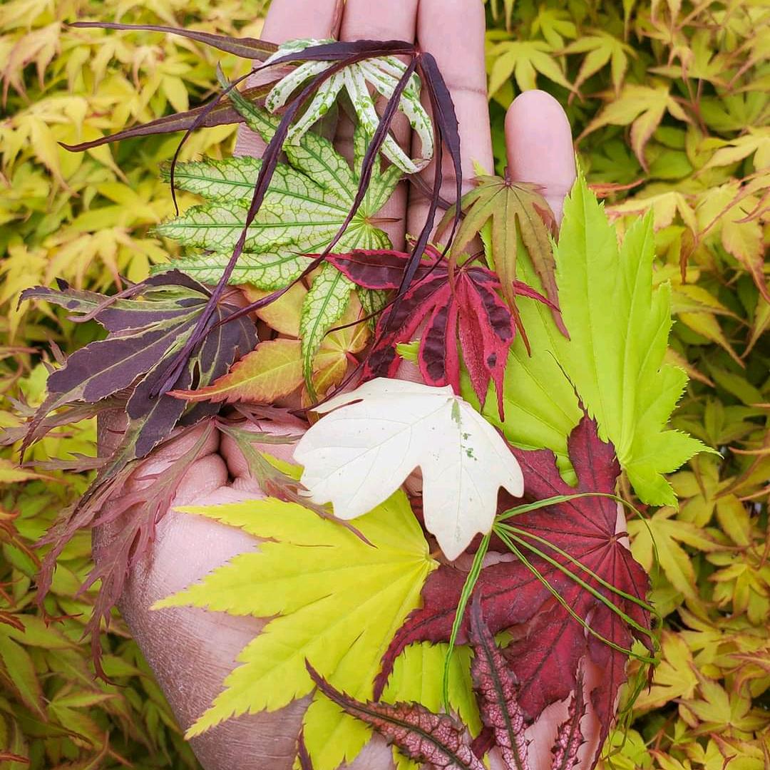 Acer