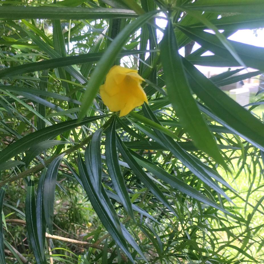清晨的阳光