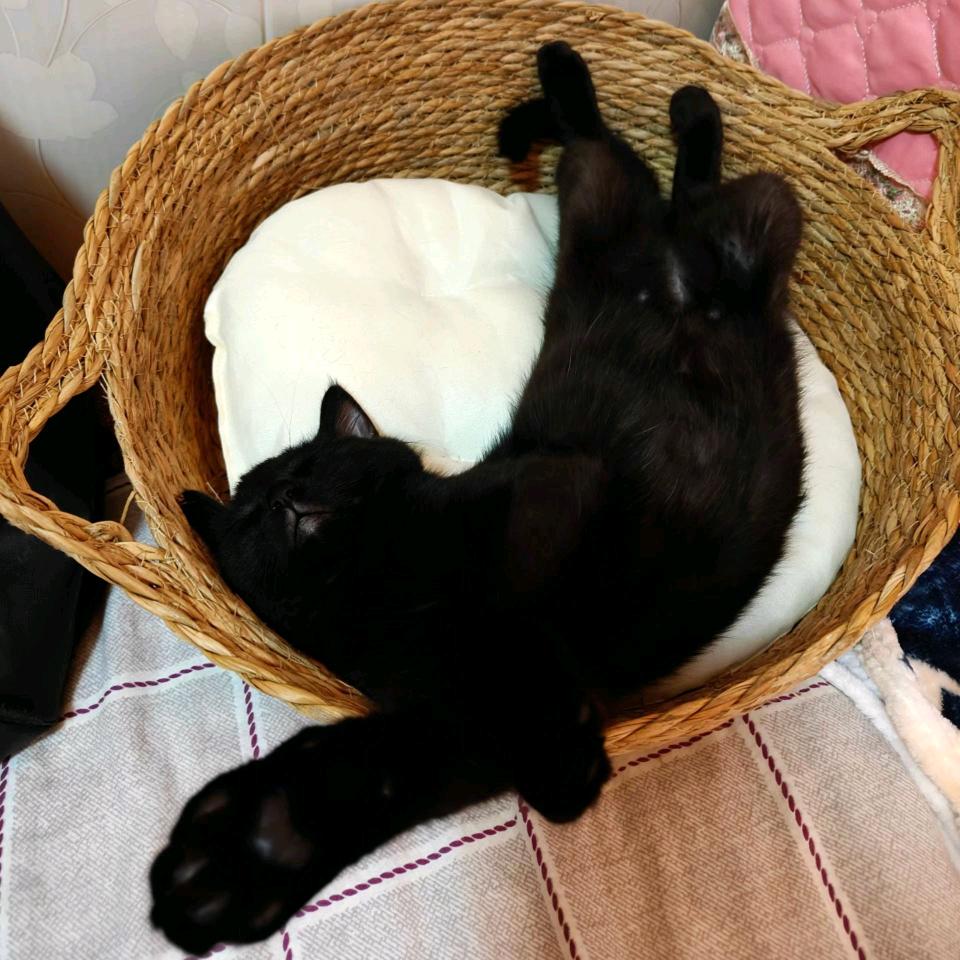 王维诗里的小贺