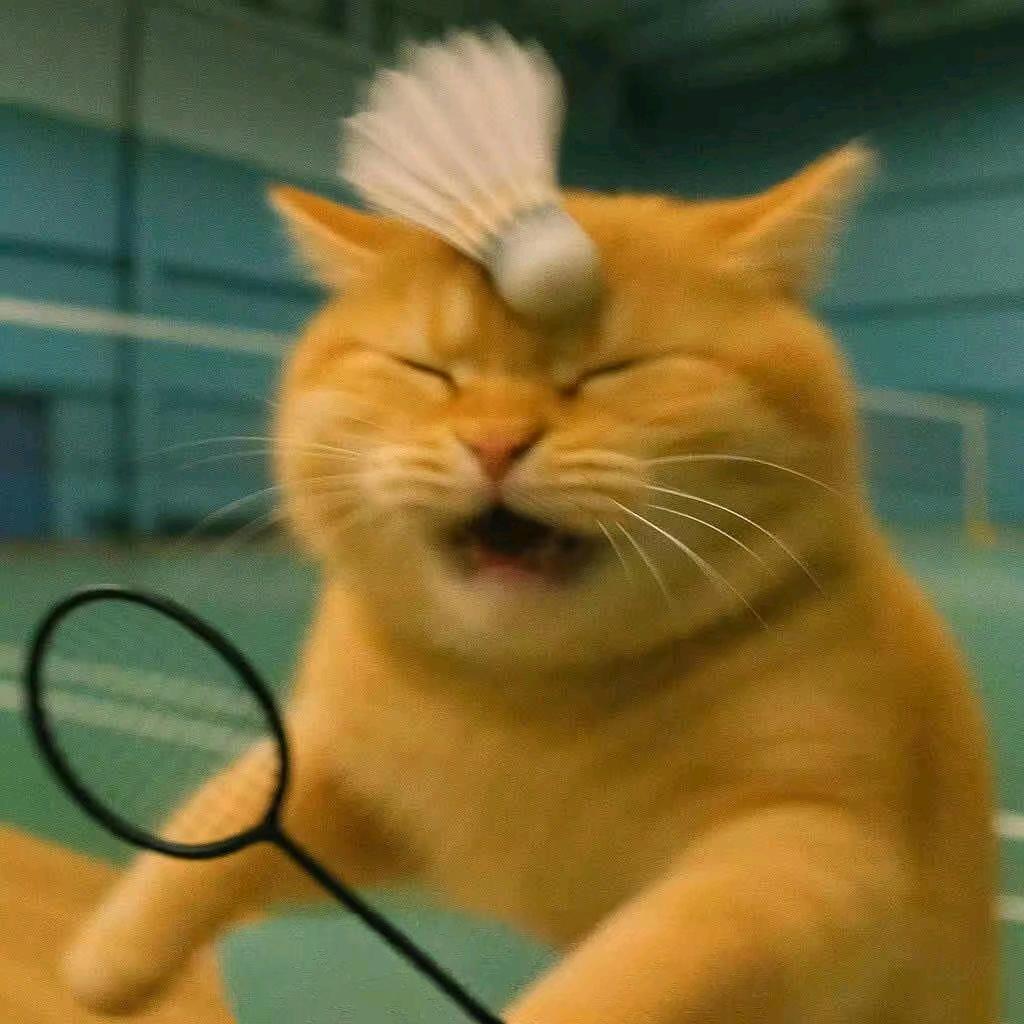 不善言辞的猫猫