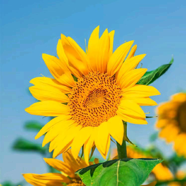 东北森都山特产批发