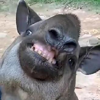 大坝史泰虫【三角洲行动】