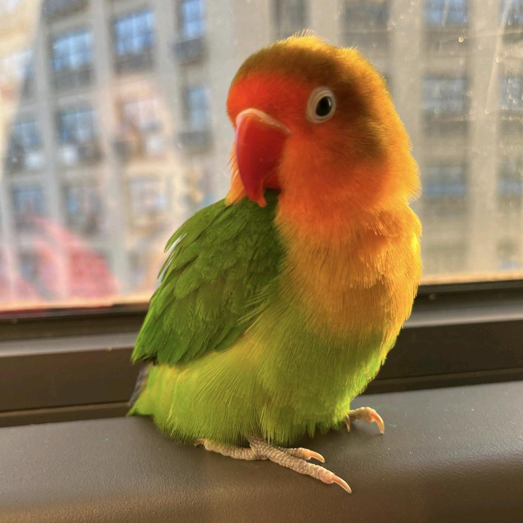 鹦鹉小侦探🕵️‍♂️