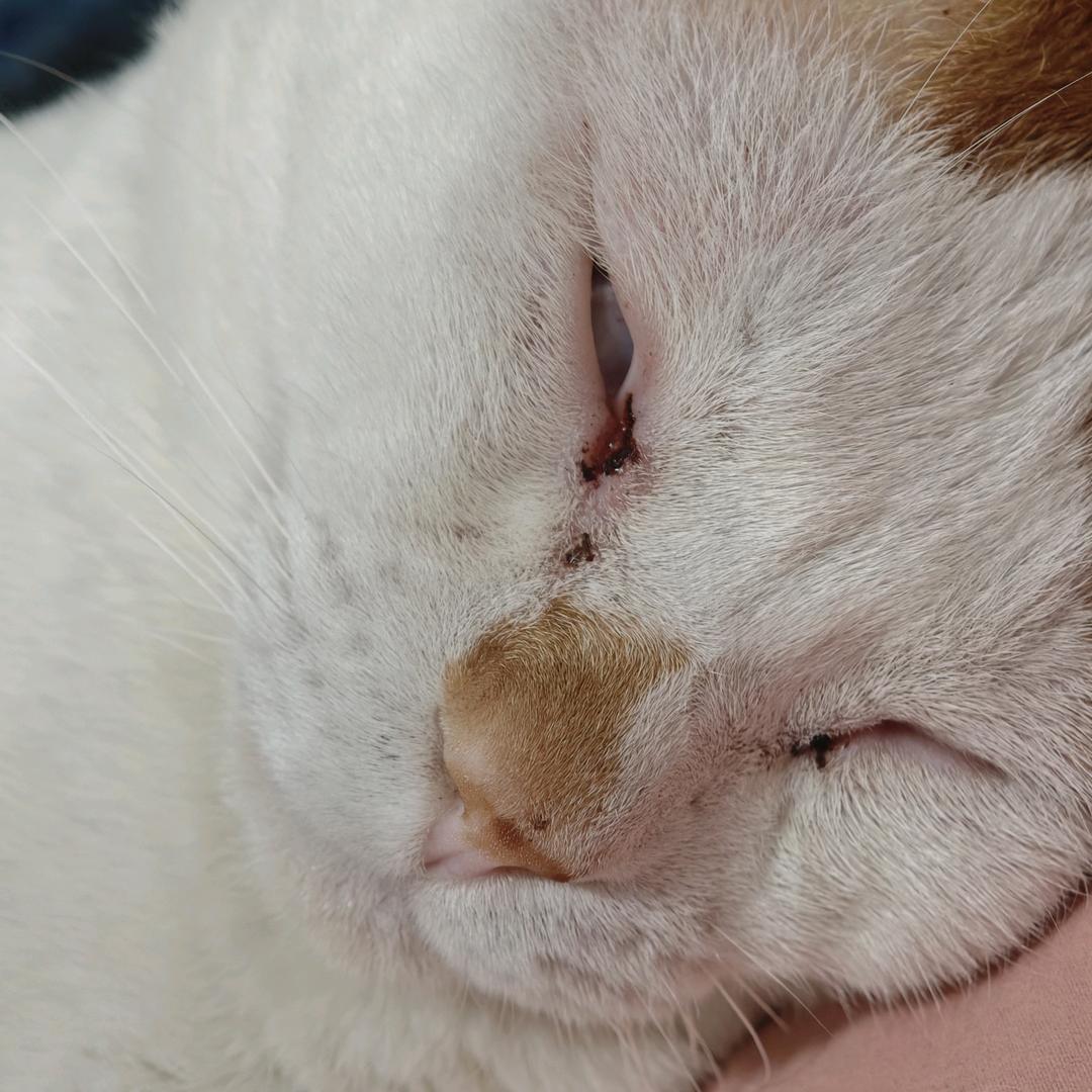 会拍照的猫