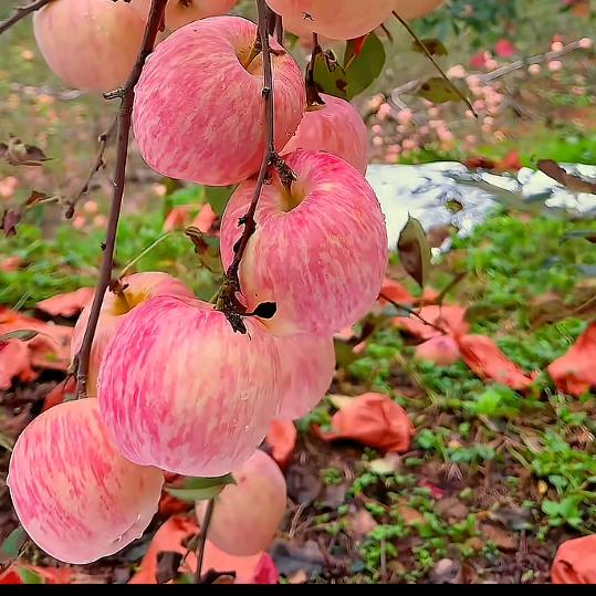 ～玻璃心（不要连赞）