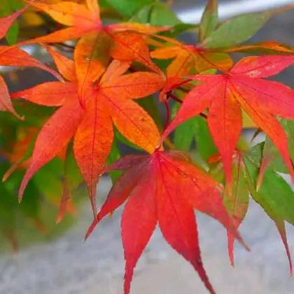 红叶🍁🍁🍁🍁🍁
