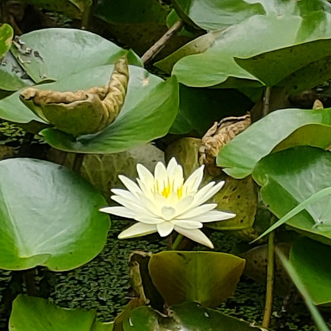 丹