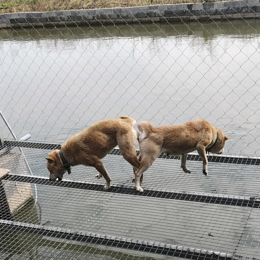阿斌《广西河池田园犬土猎养殖》