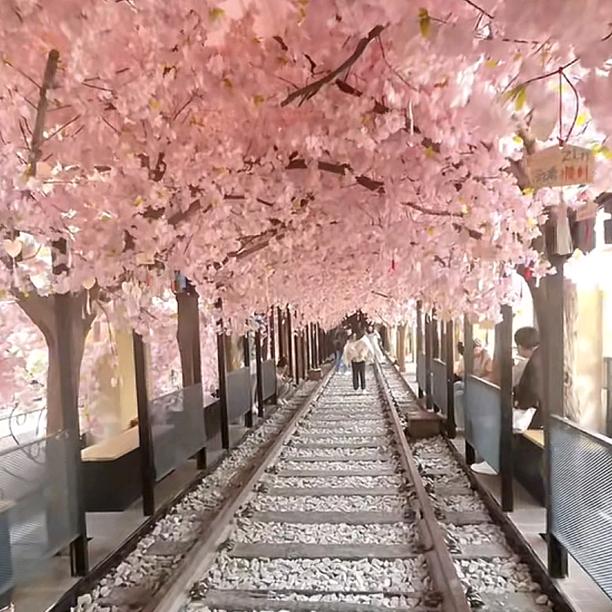大姑凉🌼