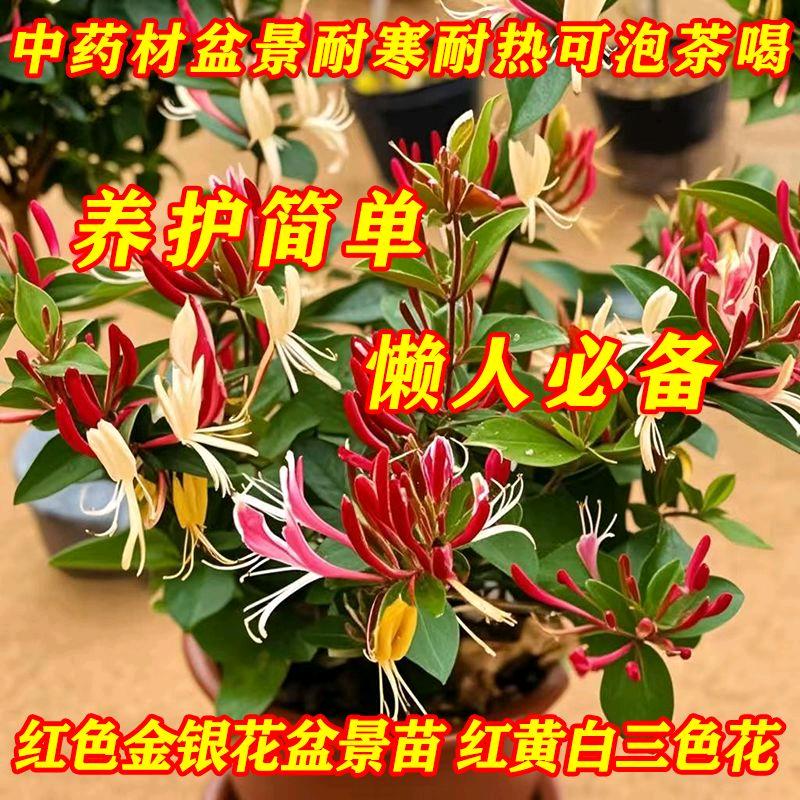 再来一口