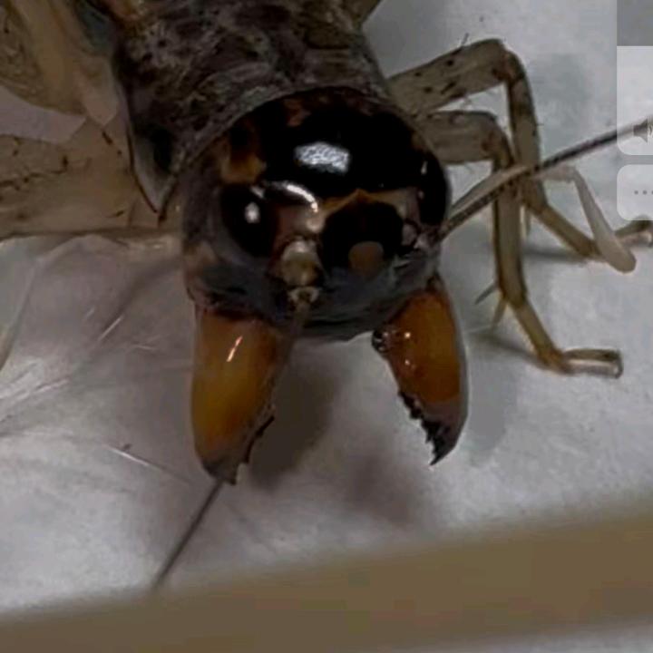 秋虫缘