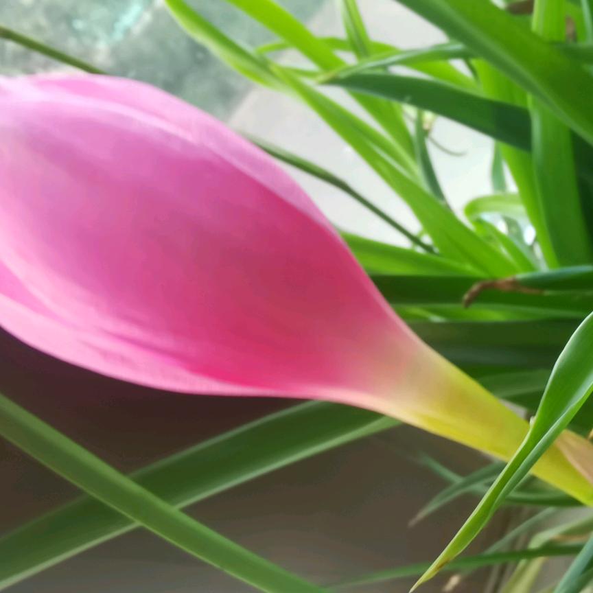 愿时光倒流花🌸