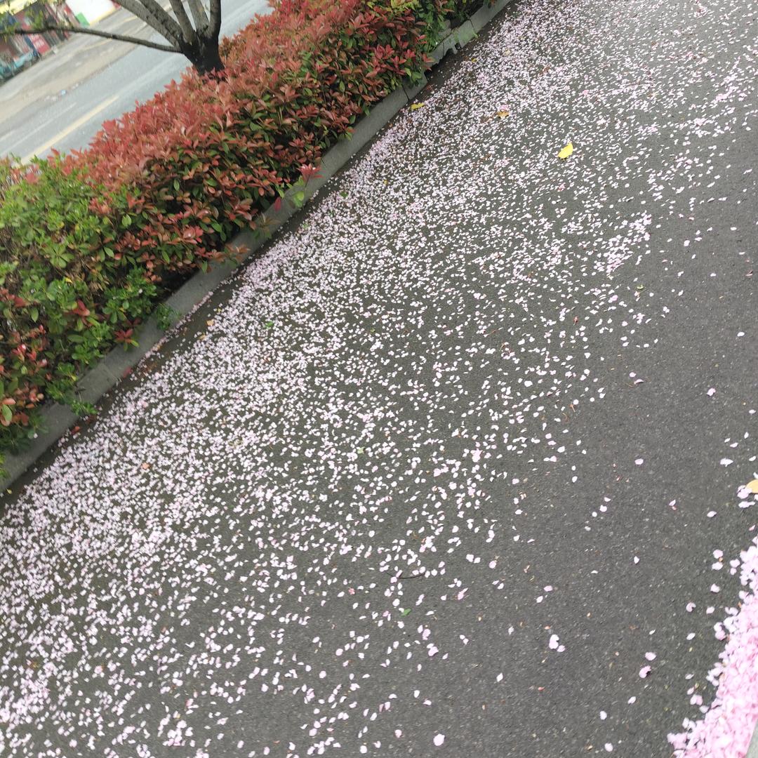 樱桃🍒一点甜