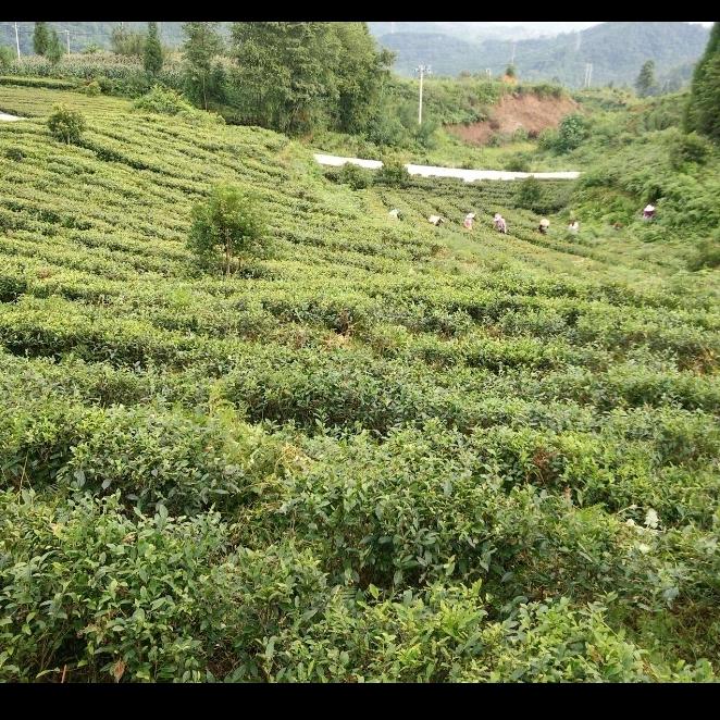 贵州绿茶（黄芳）