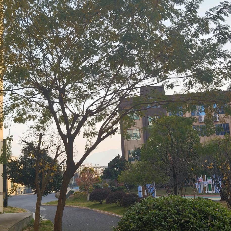 小杨