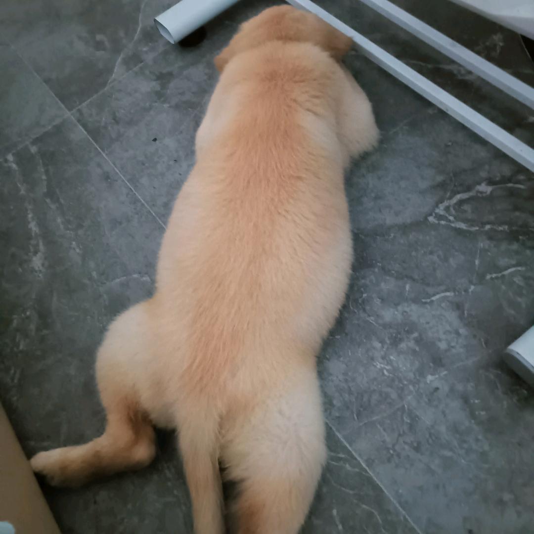 抱着嫦娥烤玉兔