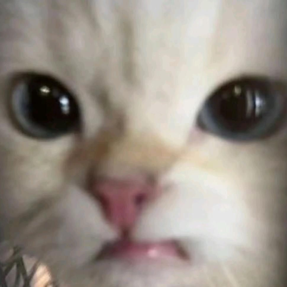 灰灰zZ