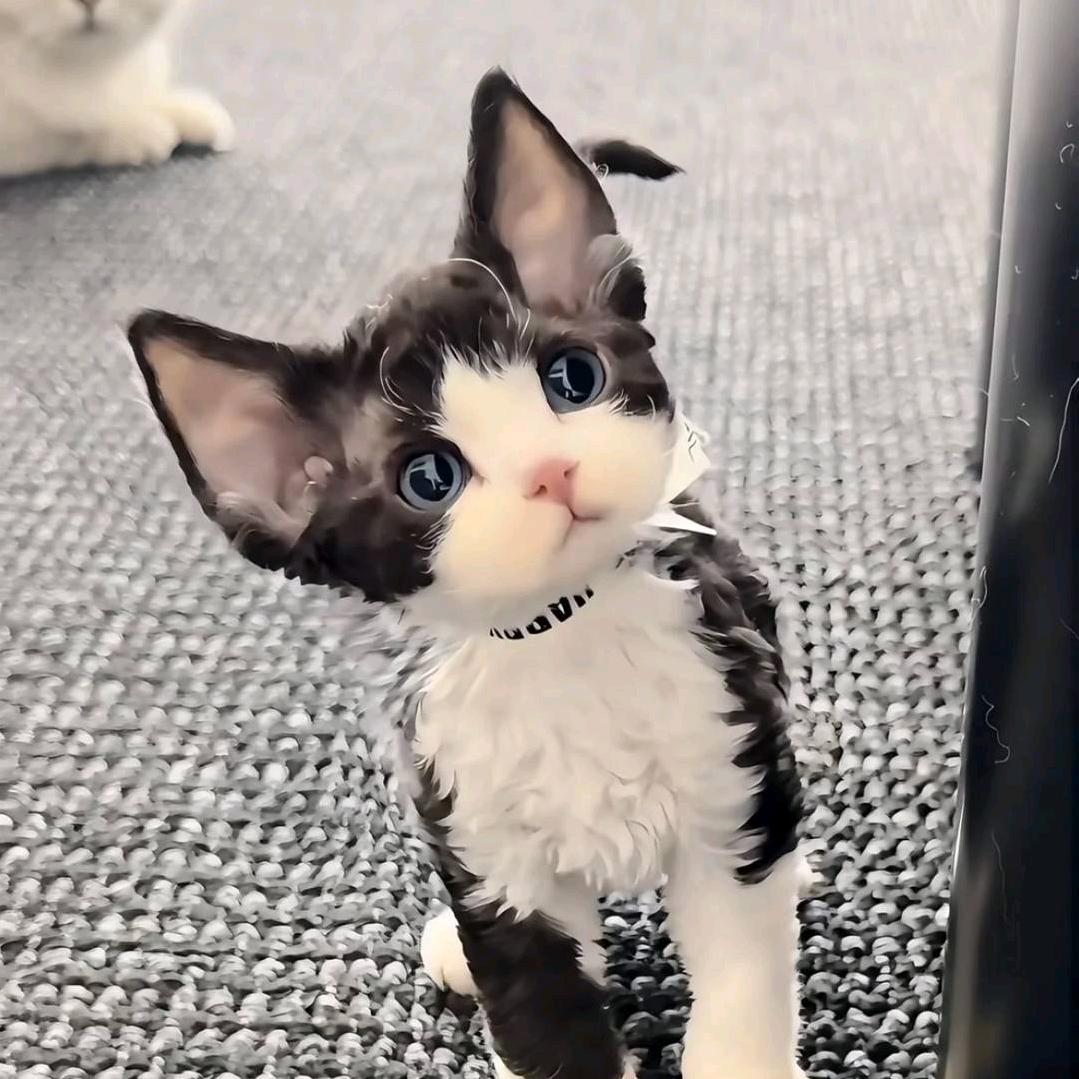 嘻哈🥰