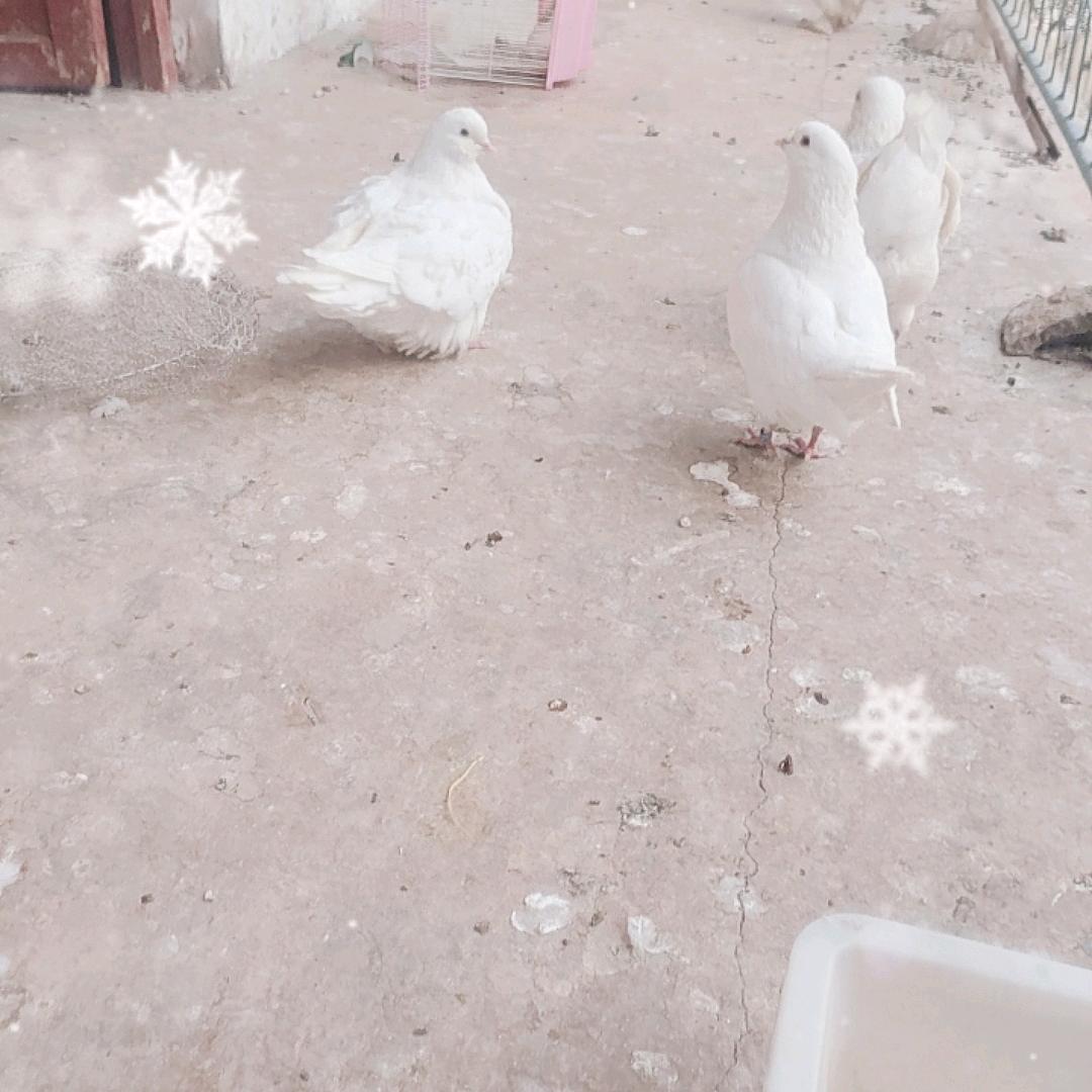 苦中作乐