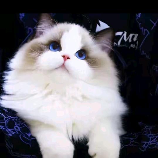 上海浦东电子有限公司