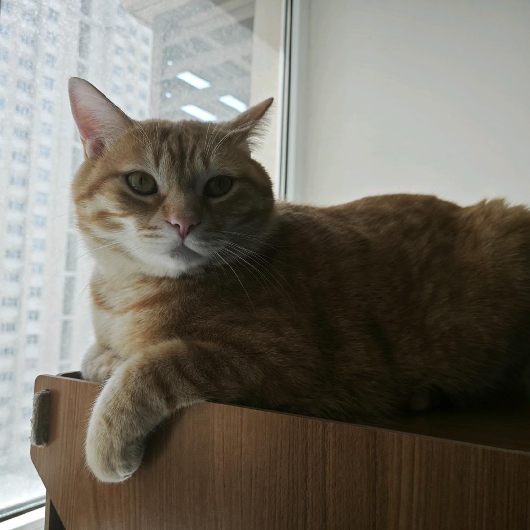青檐