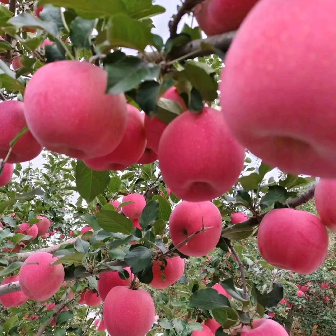 静宁红富士苹果🍎