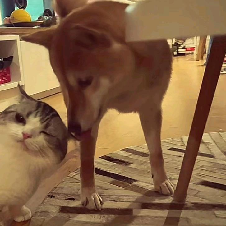 🌈狴～犴