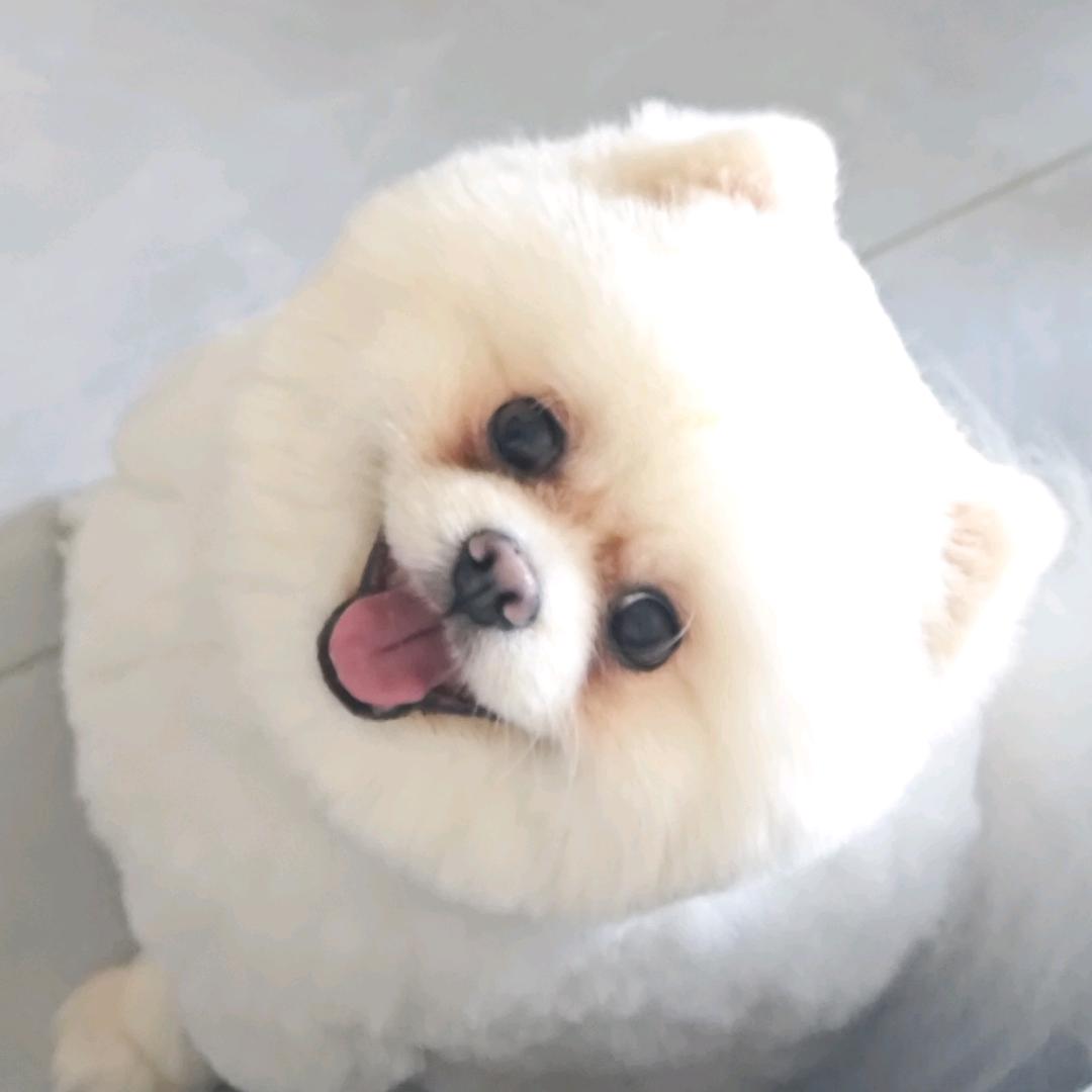柒柒和糯米