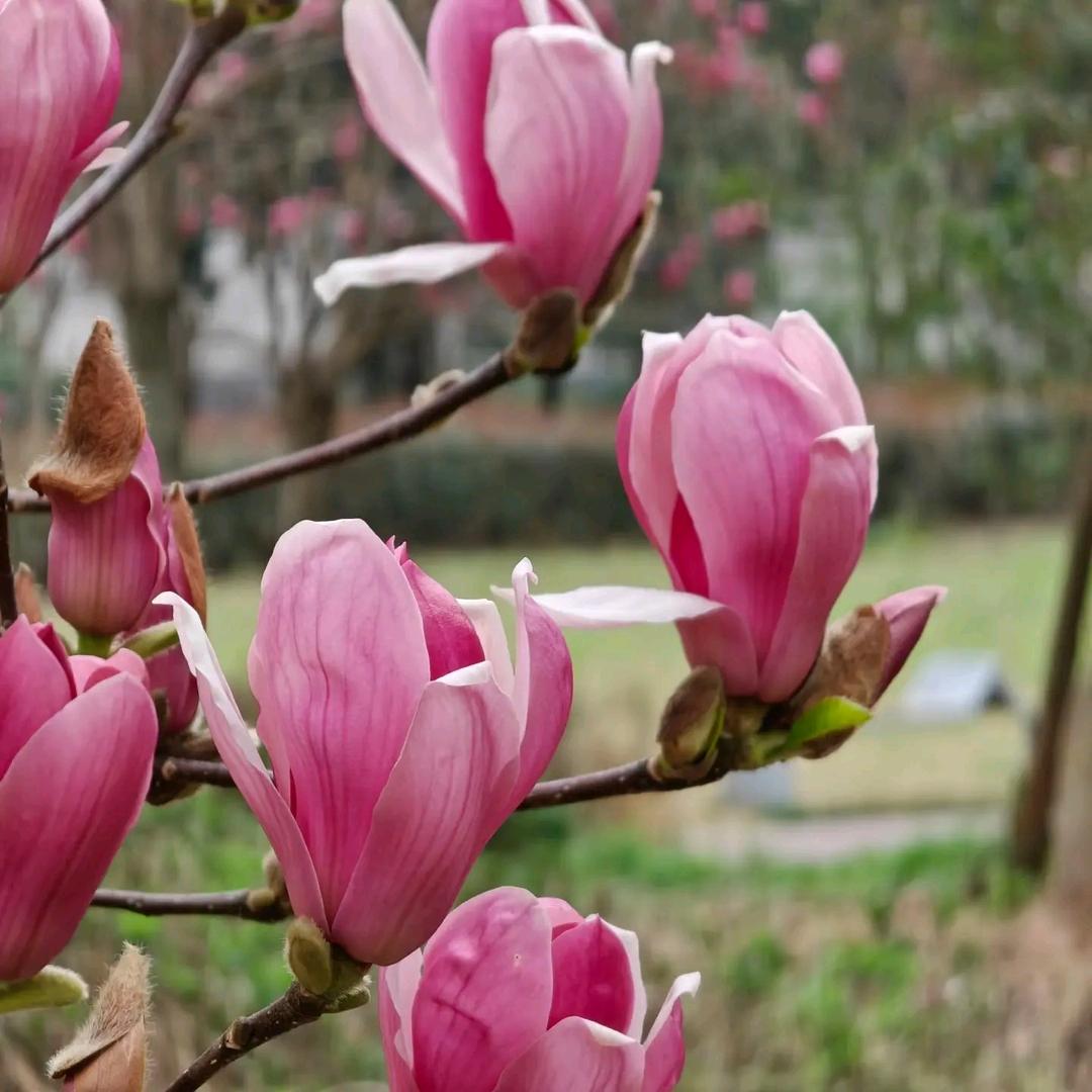 碧绿花卉苗木甄选店