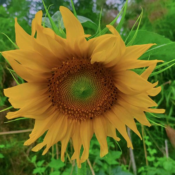 ꫞꯭₂₀₂5未来可期᭄