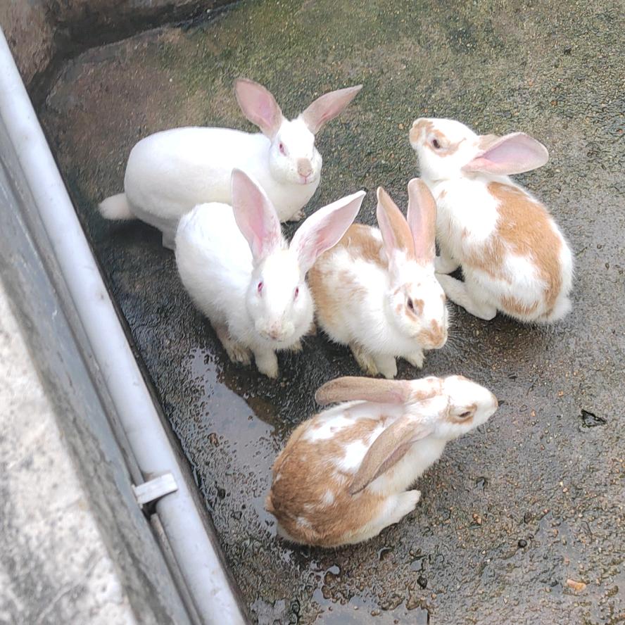 赶着🐖追兔子🐇