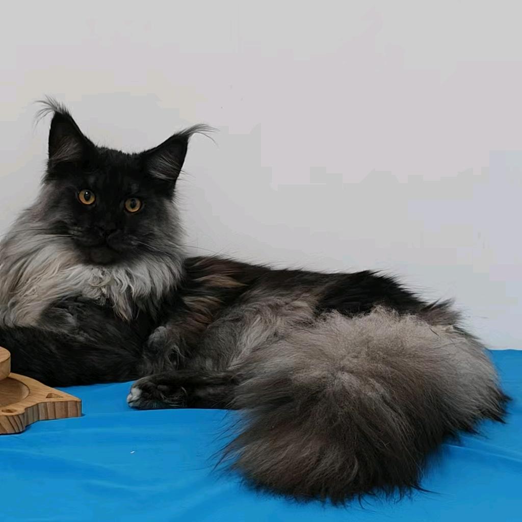 TOM缅因猫（免费鉴猫）
